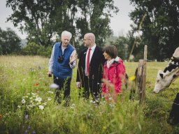 Natur-Blumenwiese Bislicher Inseln Xanten 0624